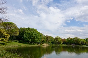 Fototapeta premium 公園の池