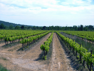 Fototapeta na wymiar Vignes au printemps dans le sud de la France