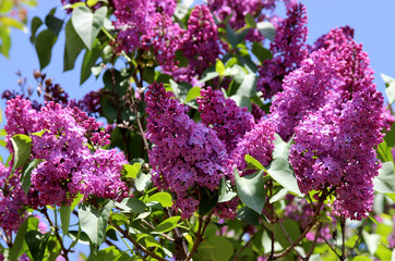 lilac. Blooming lilac in the summer garden