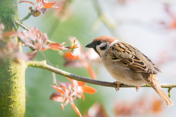 Eurasian Tree Sparrow sitting on a twig