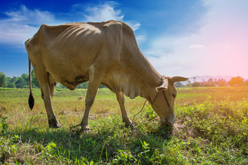  Cow on green meadow Nature composition real