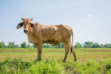  Cow on green meadow Nature composition real