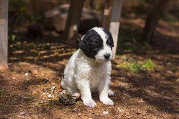 landseer puppy dog newfounland 