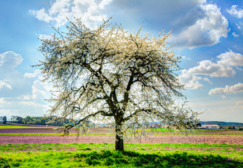 Naklejka premium Meadow with a flowering fruit tree