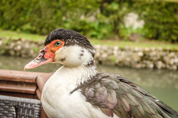 Duck