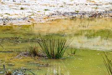Water plant in a small pond