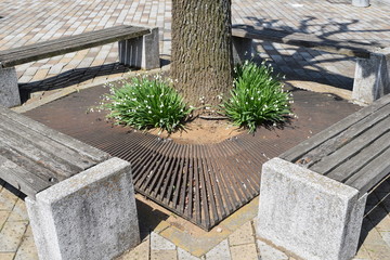 木の根元のまわりのベンチ