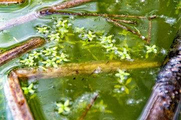 Water plant in a small pond