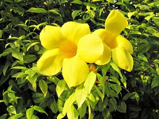 beautiful yellow flower in Thailand