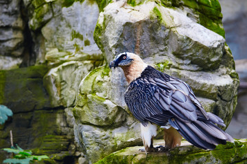 Bearded vulture (Gypaetus barbatus) . Lammergeier or Bearded Vulture