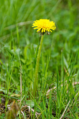 Lone dandelion growing on the lawn