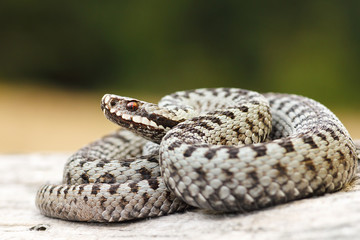 beautiful common crossed viper basking on wood stump