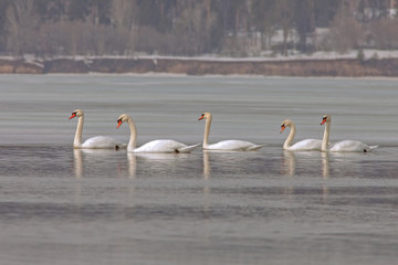 graceful swans on the river in early spring