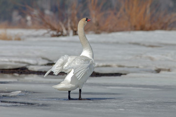 graceful swans on the river in early spring
