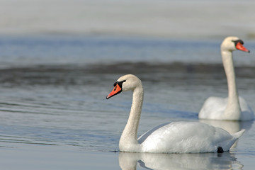 Fototapeta premium graceful swans on the river in early spring
