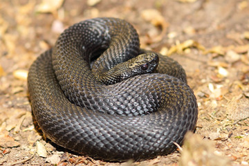 black nikolskii adder on the ground