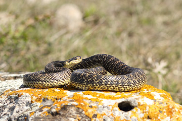 blotched snake basking on a rock