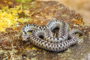 common european adder basking in natural habitat