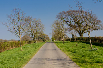 Fototapeta na wymiar A tree lined country road