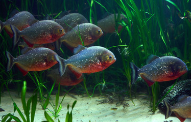 Piranha fish underwater. Piranha closeup
