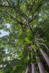Giant banyan ficus tree, Cambodia