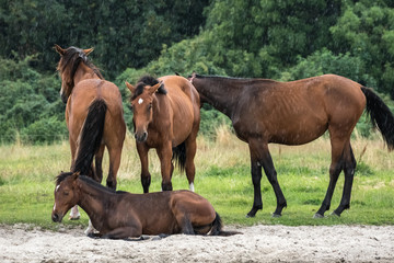 Pferde an der Müritz