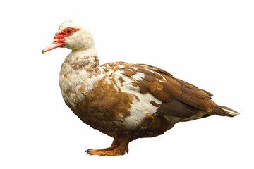 isolated domestic duck
