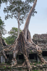  Preh Khan temple with silk cotton tree roots in Siem Reap, Cambodia