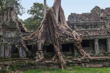 Naklejka premium Preh Khan temple with silk cotton tree roots in Siem Reap, Cambodia