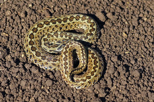 meadow viper on the ground