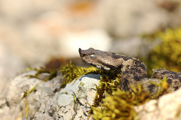 nose horned viper portrait 1