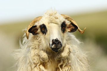 portrait of fluffy ram