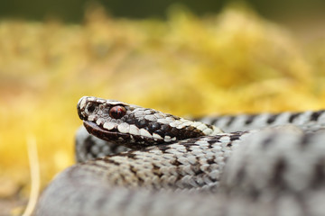 portrait of male Vipera berus