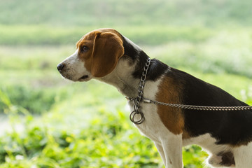 Dogs make cute gestures,Beagle (Hound)