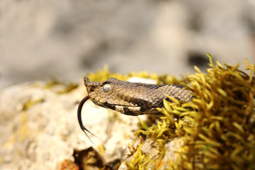 portrait of nose horned viper