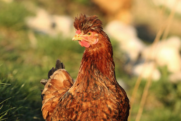 portrait of funny hen
