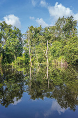 Rainforest near Neak Pean temple on artificial island. Siem Reap, Cambodia