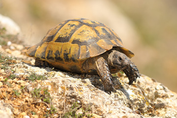 Testudo graeca on a rock