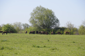 Horses graze in the pasture. Paddock horses on a horse farm. Walking horses