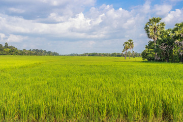 Obraz premium Rice field in the evening, Cambodia