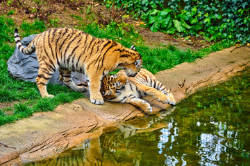 Naklejka premium Two adult tigers at play. young Tiger