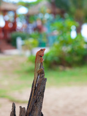 Proudded lizard, climbing on top of branch.