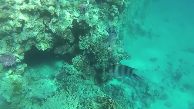 Point of view shot of coral reef in Red sea and different fish swimming.  Real time full hd video footage shot with action camera.