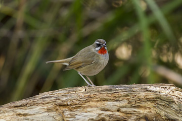 Birds in Nature,Siberian Rubythroat (Calliope calliope)