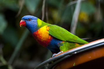 parrot