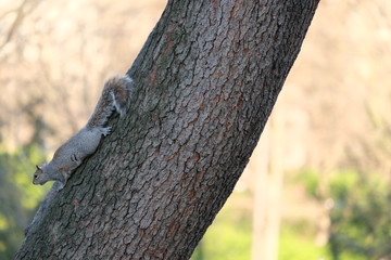 Squirrel in Central Park, Manhattan