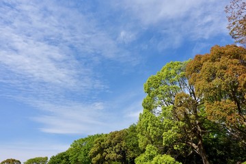 Obraz premium 新緑