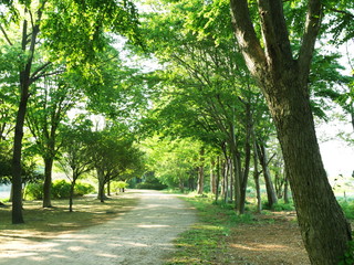 Fototapeta premium 木漏れ日が射し込む新緑の公園
