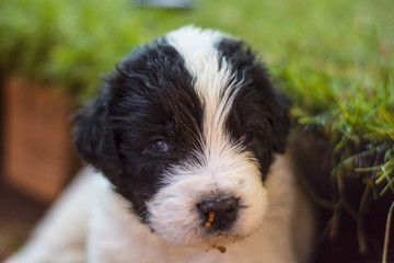 landseer puppy dog newfounland 
