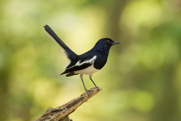 Oriental Magpie Robin (Copsychus saularis), Bird of Thailand